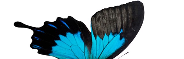 Butterfly wings
